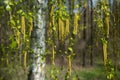 Birch catkins in spring