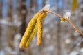 Birch catkins under the snow Royalty Free Stock Photo