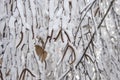 Birch catkins under the snow
