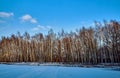 Birch copse on a frozen pond Royalty Free Stock Photo