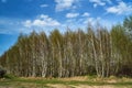 Birch copse during spring Royalty Free Stock Photo