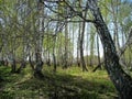 Birch copse. Spring landscape Royalty Free Stock Photo