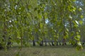 Birch copse Royalty Free Stock Photo