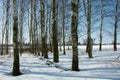 Birch copse in winter day Royalty Free Stock Photo