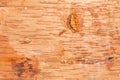 Birch cork background