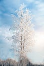 Birch covered with frost against a blue sky Royalty Free Stock Photo