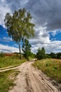 Birch at the crossroads of rural roads Royalty Free Stock Photo