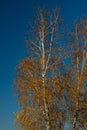Birch crown with yellow leaves against the blue sky. Autumn tree. Autumn Royalty Free Stock Photo