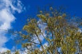 Birch with deep blue sky and some clouds Royalty Free Stock Photo