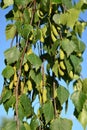 Birch drooping warty Betula pendula Roth. Branches with green earrings