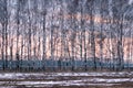 Birch in early spring,