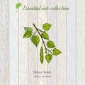 Birch, essential oil label, aromatic plant