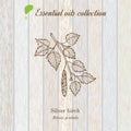 Birch, essential oil label, aromatic plant.