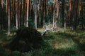 Birch fallen down by storm Royalty Free Stock Photo