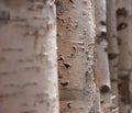 Birch fence background pattern Royalty Free Stock Photo