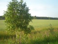 Birch in the field on a sunny summer day Royalty Free Stock Photo