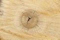 birch firewood, a cut of a wooden frame, wood, circles and cracks in the tree