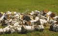 Birch firewood in heap on grass Royalty Free Stock Photo