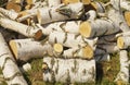 Birch firewood in heap on the ground Royalty Free Stock Photo