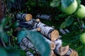 Birch firewood lies in the garden Royalty Free Stock Photo