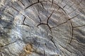 birch firewood, a cut of a wooden frame, wood, circles and cracks in the tree.