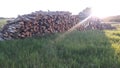 Birch firewood stack background Royalty Free Stock Photo