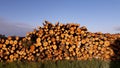 Birch firewood stack background Royalty Free Stock Photo