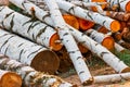 Birch firewood stacked on the ground Royalty Free Stock Photo