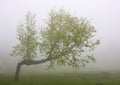 Birch in fog Royalty Free Stock Photo