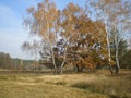 birch in the foreground, forest behind the village , autumn, tree shadows