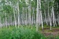 Birch forest Royalty Free Stock Photo
