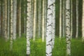 Birch forest