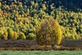 Birch forest Royalty Free Stock Photo