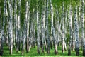 Birch forest