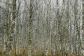 Fog in the birch forest. Autumn landscape. Bare trees. Royalty Free Stock Photo