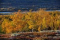 Birch forest in autumn landscape, dovrefjell, norway Royalty Free Stock Photo