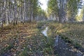 Birch forest during autumn leaf fall Royalty Free Stock Photo