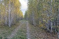 Birch forest during autumn leaf fall Royalty Free Stock Photo