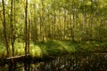 Birch forest in the autumn morning in sunlight with the first fallen leaves in the dark water of the river Royalty Free Stock Photo