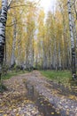 Birch forest in autumn, puddle on the path, fallen yellow leaves Royalty Free Stock Photo