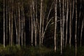 Birch forest in autumn sun.