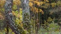 Birch forest in autumn - video refocusing.