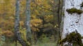 Birch forest in autumn - video refocusing.