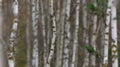 Birch forest in autumn - video refocusing.