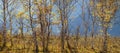 Birch forest on a background of blue mountainsides