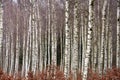 Birch forest, beautiful white slender trees