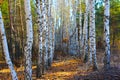 Birch forest