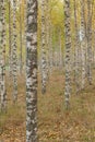 Birch trees with fresh green leaves in autumn. Sweden, selective focus