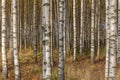 Birch trees with fresh green leaves in autumn. Sweden, selective focus