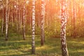 Birch forest. Birch Grove. White birch trunks